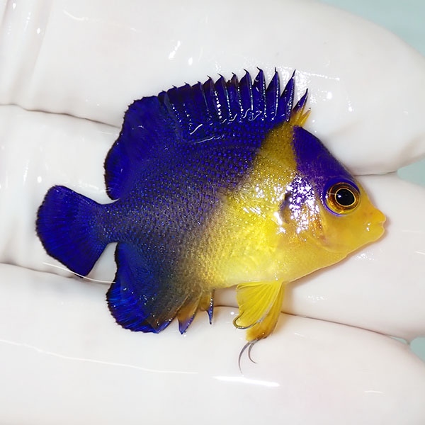 【現物49】sale スミレヤッコ 3.8cm±! 海水魚 ヤッコ 15時までのご注文で当日発送(t111