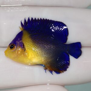 Yellow-bodied angelfish with vibrant cobalt-blue dorsal and tail fins resting on a white background, facing left.