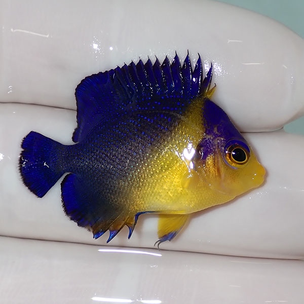 【現物50】sale スミレヤッコ 3.3cm±! 海水魚 ヤッコ 15時までのご注文で当日発送(t111