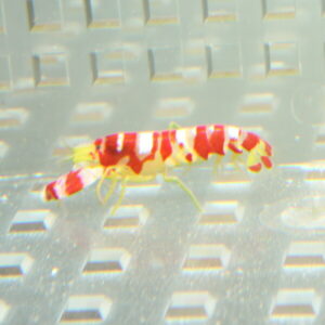 Red and white striped ornamental shrimp crawling on a clear, perforated surface (aquarium/gravel tray).