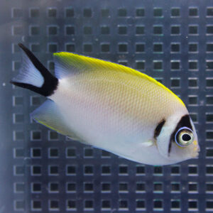 White tropical fish with a bright yellow dorsal edge and a black-tailed fin swimming in an aquarium with a grid-pattern wall behind it.