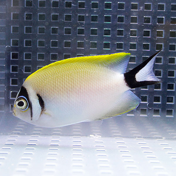 トサヤッコ メス １匹 4-6cm !海水 生体 ヤッコ 餌付け 15時までのご注文で当日発送(t111