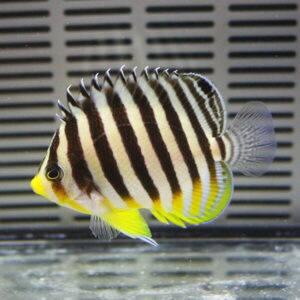 Zebra-striped freshwater angelfish with yellow fins swimming in an aquarium tank.