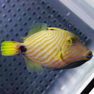 Bright yellow and white striped angelfish swimming in a clear aquarium tank, with lime-green fins and a dark tail edge