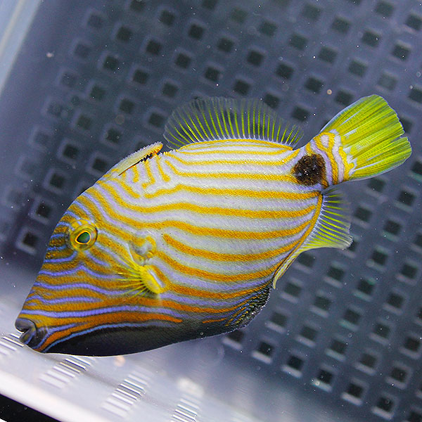 クマドリモンガラ 7-9cm±! 海水魚 ハギ 餌付け!15時までのご注文で当日発送(t119