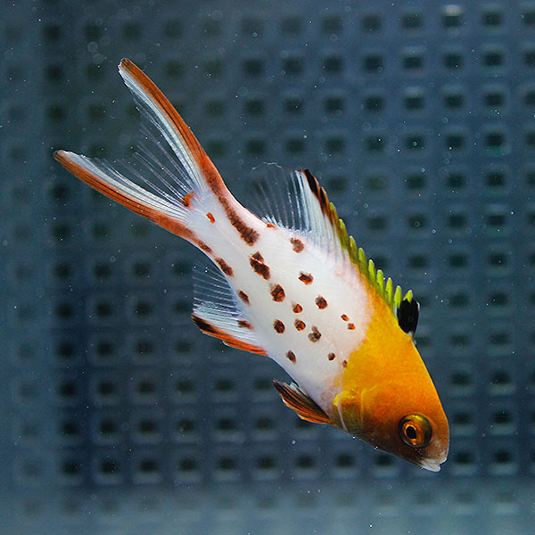 ヒオドシベラ 11-13cm±! 海水魚 ベラ !15時までのご注文で当日発送(t122