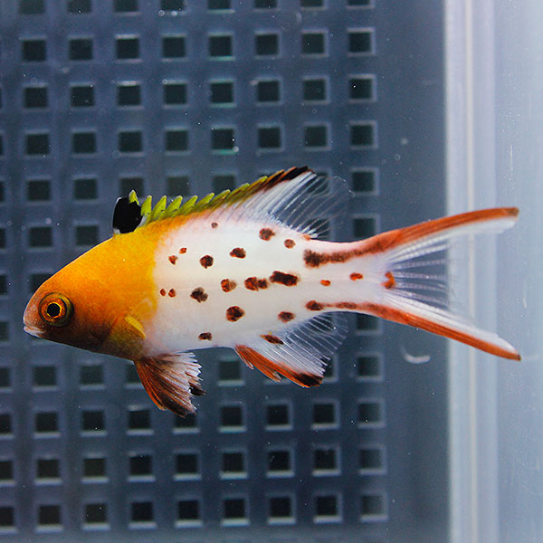 ヒオドシベラ 11-13cm±! 海水魚 ベラ !15時までのご注文で当日発送(t122