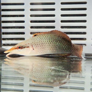 A small, pale-green fish with orange fins rests on a glass surface, its reflection visible and a vented metal background behind it.