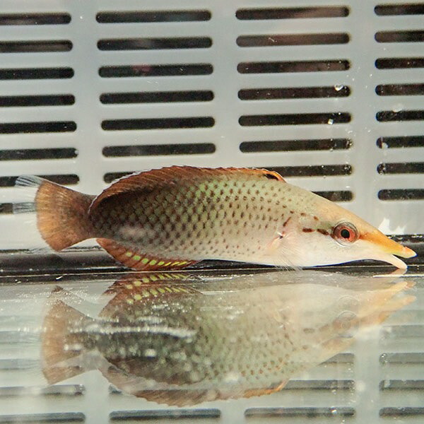 クギベラ ♀ 5-7cm±!海水魚 ベラ15時までのご注文で当日発送(t122(t207