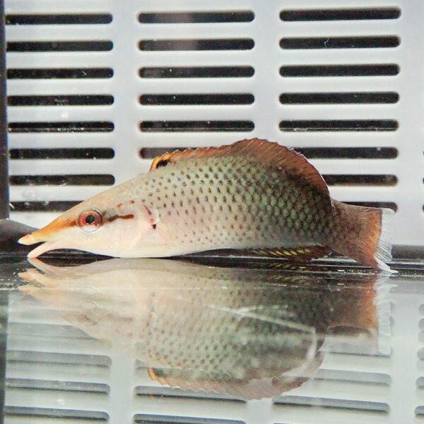クギベラ ♀ 5-7cm±!海水魚 ベラ15時までのご注文で当日発送(t122(t207