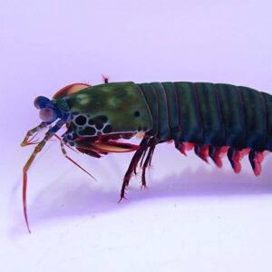 Bright, colorful peacock mantis shrimp in side view, showing emerald body and blue-green head with red accents