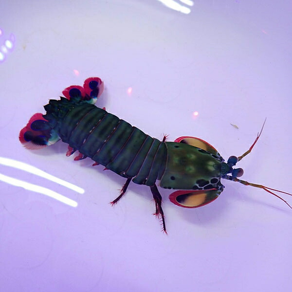 モンハナシャコ 8-10cm± ! 海水魚 15時までのご注文で当日発送【フエダイ】(t207