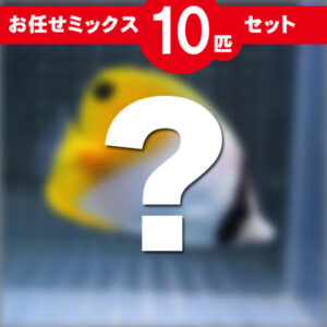 Blurred photo of a yellow duck behind a large white question mark; a red banner at the top reads '10-piece set' in Japanese.
