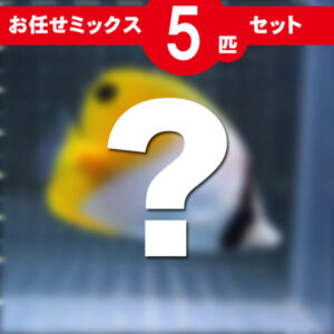 Mystery five-set product placeholder: blurred image of a yellow duck with a large white question mark and a red banner reading ‘お任せミックス 5 セット’