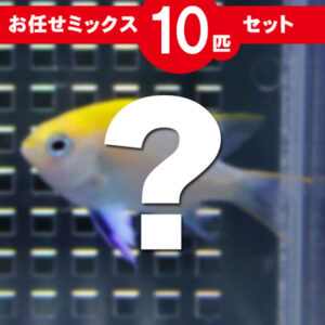 Promotional image for a 10-piece mystery fish set, with a large white question mark over a blurred aquarium scene.