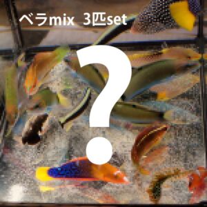 Colorful aquarium with multiple fish and a large white question mark overlay, suggesting a mystery '3-fish set' offer (Japanese text on image).