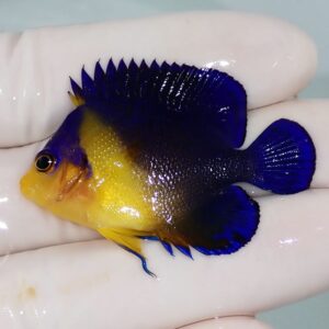 Small tropical fish with a bright yellow face and belly, deep blue body and fins, held in a gloved hand.