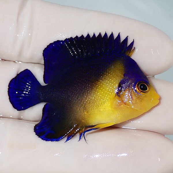 【現物18】スミレヤッコ 4.5cm±! 海水魚 ヤッコ 15時までのご注文で当日発送(t111