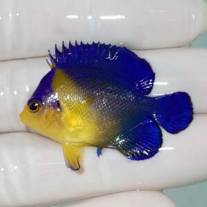 Colorful tropical angelfish with blue dorsal and tail fins and a yellow body, held in a gloved hand.