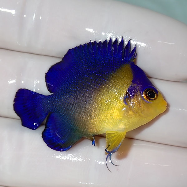 【現物51】sale スミレヤッコ 4cm±! 海水魚 ヤッコ 15時までのご注文で当日発送(t111