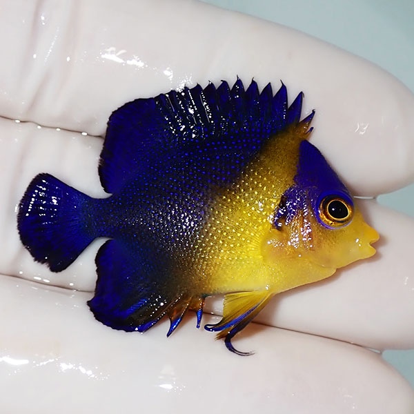 【現物19】スミレヤッコ 4cm±! 海水魚 ヤッコ 15時までのご注文で当日発送(t111