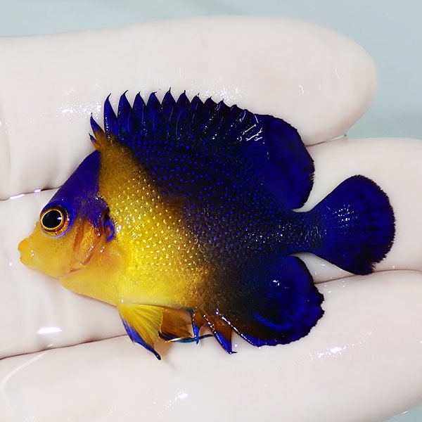 【現物19】スミレヤッコ 4cm±! 海水魚 ヤッコ 15時までのご注文で当日発送(t111