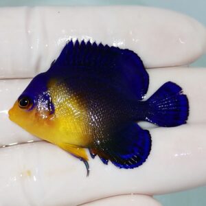 Small tropical fish with a bright yellow head and belly and deep blue body being held on a gloved hand.