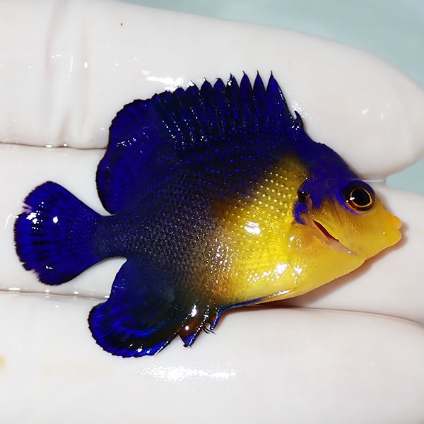 【現物20】背びれ奇形 スミレヤッコ 4.5cm±! 海水魚 ヤッコ 15時までのご注文で当日発送(t111