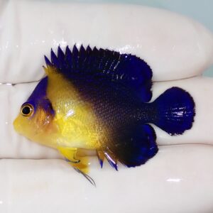Small tropical fish with a yellow head and blue body and fins resting on a gloved finger or hand.