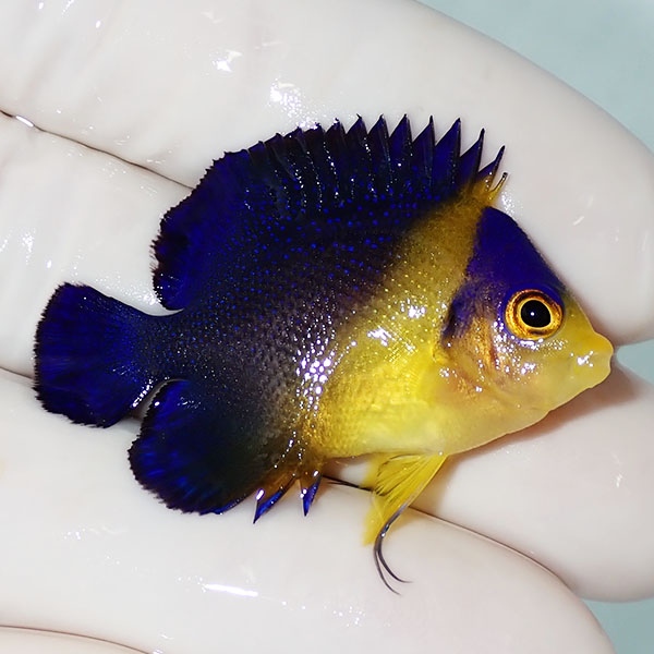 【現物21】スミレヤッコ 4cm±! 海水魚 ヤッコ 15時までのご注文で当日発送(t111