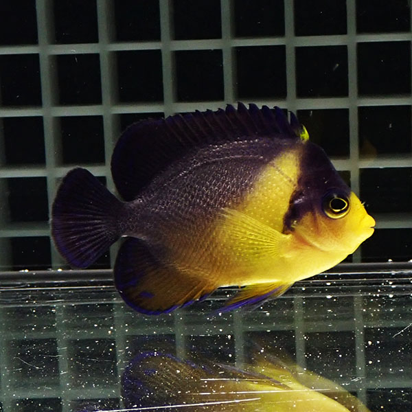 【現物100】粒エサOK スミレヤッコ 6.5cm±! 海水魚 ヤッコ 15時までのご注文で当日発送(t111