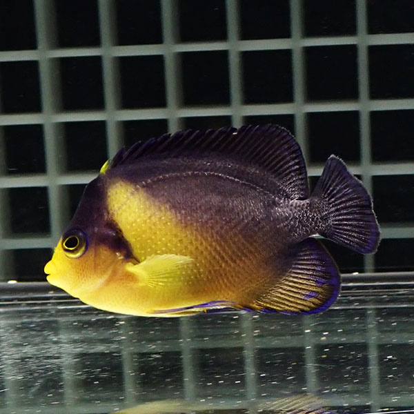 【現物100】粒エサOK スミレヤッコ 6.5cm±! 海水魚 ヤッコ 15時までのご注文で当日発送(t111