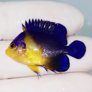 Small freshwater fish with bright blue body and yellow face, held between gloved fingers in a controlled shot.
