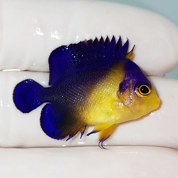 【現物22】スミレヤッコ 3.5cm±! 海水魚 ヤッコ 15時までのご注文で当日発送(t111
