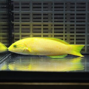 Bright yellow fish with lime-green dorsal and tail fins swimming along the bottom of an aquarium.