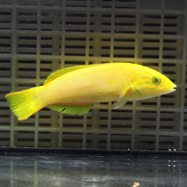 ヤマブキベラ 10-12cm!  海水魚 ベラ 15時までのご注文で当日発送(t122