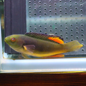 Colorful tropical fish with orange dorsal fins swimming beside a perforated metal panel in a glass aquarium.