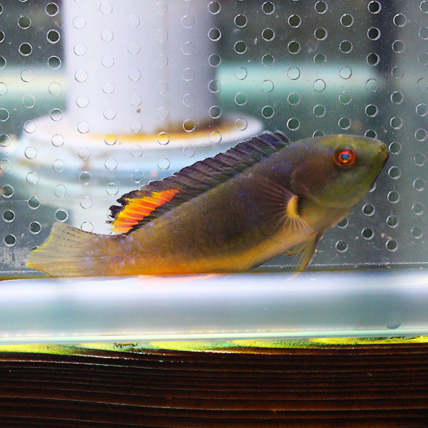トモシビイトヒキベラ 5-7cm±!海水魚 ベラ15時までのご注文で当日発送(t122