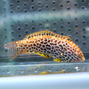 Leopard-patterned fish with orange and black spots swimming in an aquarium tank near the bottom edge.