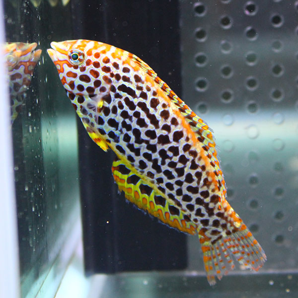 ノドグロベラ 4-6cm±!海水魚 ベラ15時までのご注文で当日発送(t122