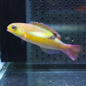 Yellow fish with purple-tinted dorsal and tail fins swimming in an aquarium on a black perforated background.