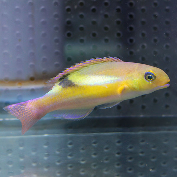 ゾスターラス 7-9cm±!海水魚 ベラ【15時までのご注文で当日発送】