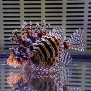 Lionfish with red-brown and white stripes and spiky fins in a shallow aquarium tank with a vented background.