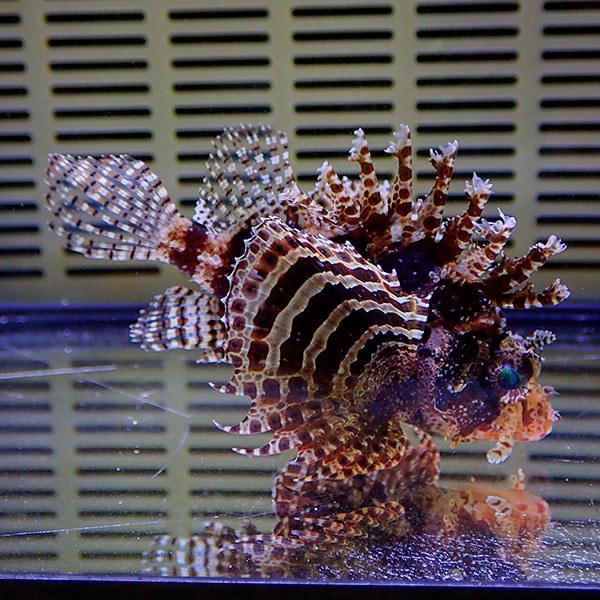 シマヒメヤマノカミ 5-7cm±!海水魚 カサゴ15時までのご注文で当日発送【カサゴ】(t207