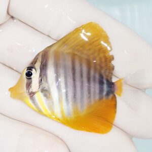 Small tropical fish held in gloved fingers, yellow and orange fins with striped body.