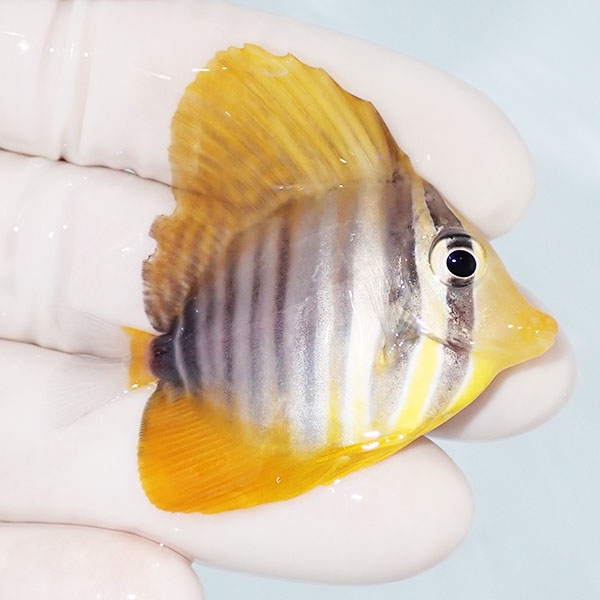 【現物10】スレ有り 粒エサOK インディアンセルフィンタン 5cm±! 海水魚 ハギ  15時までのご注文で当日発送【ハギ】(t119(t207