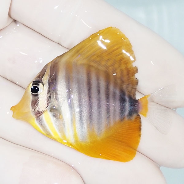 【現物10】スレ有り 粒エサOK インディアンセルフィンタン 5cm±! 海水魚 ハギ  15時までのご注文で当日発送【ハギ】(t119(t207