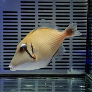 Side view of a yellow tropical fish with a rounded body in an aquarium, against a slatted gray back panel.