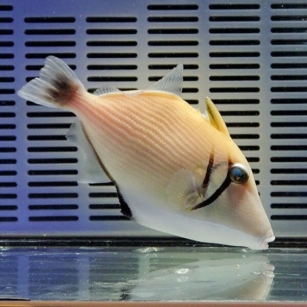 ムスメハギ 10-12cm±! 海水魚 ハギ !15時までのご注文で当日発送【モンガラ】(t119(t207