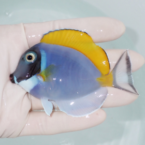 Small tropical fish with blue body and yellow dorsal fin held in a gloved hand over water.